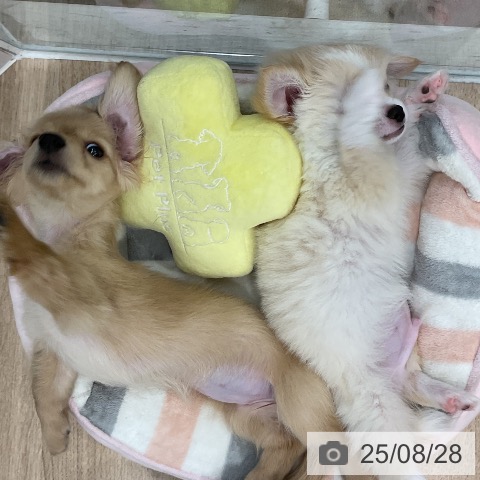 チワワの写真