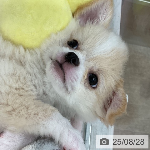 チワワの写真