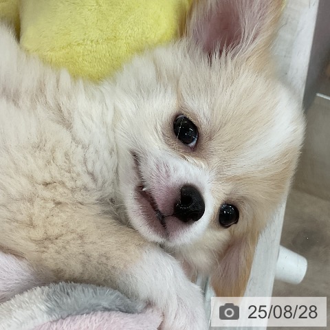 チワワの写真