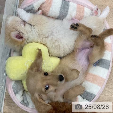 チワワの写真