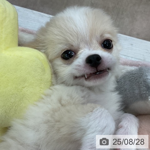 チワワの写真