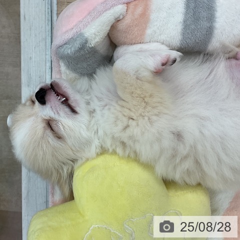 チワワの写真