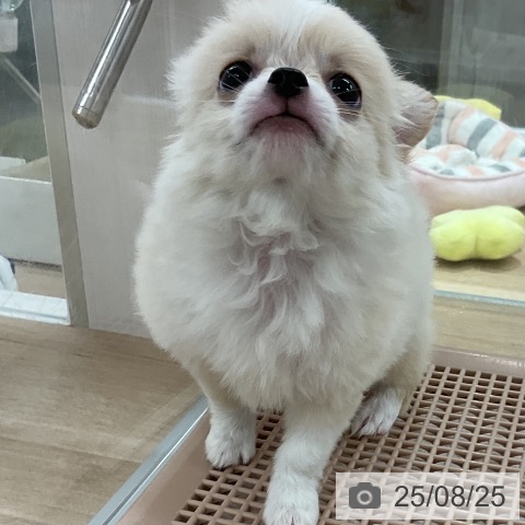 チワワの写真
