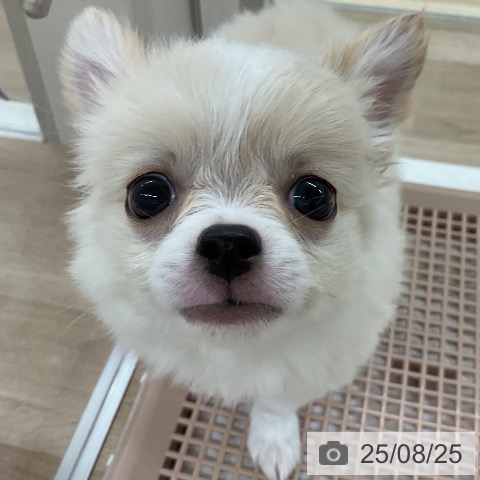 チワワの写真
