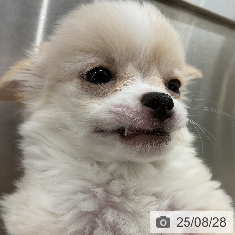 チワワの写真