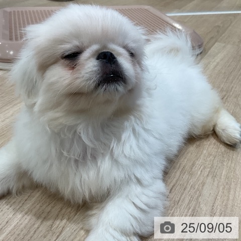 ペキニーズの写真