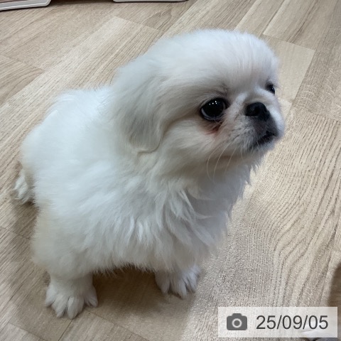 ペキニーズの写真