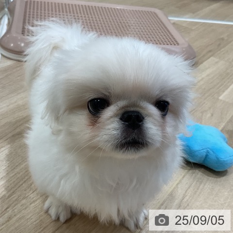ペキニーズの写真