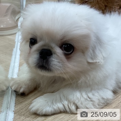 ペキニーズの写真