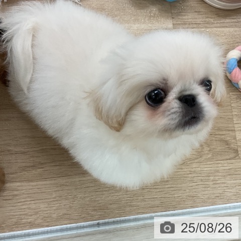 ペキニーズの写真