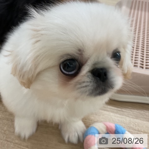 ペキニーズの写真