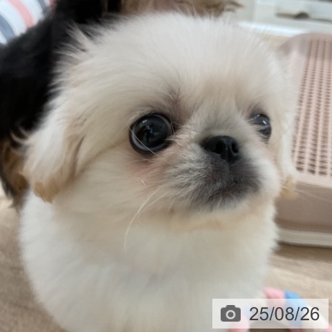 ペキニーズの写真