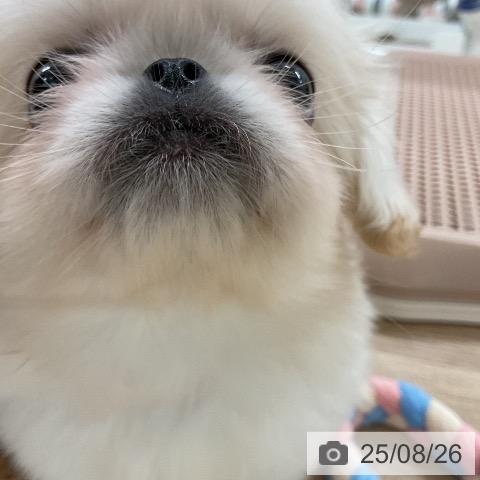 ペキニーズの写真