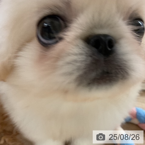 ペキニーズの写真