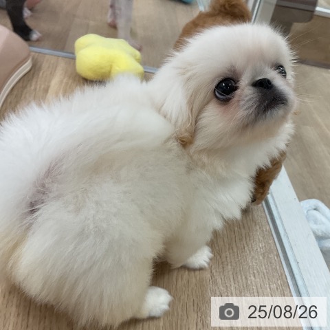 ペキニーズの写真