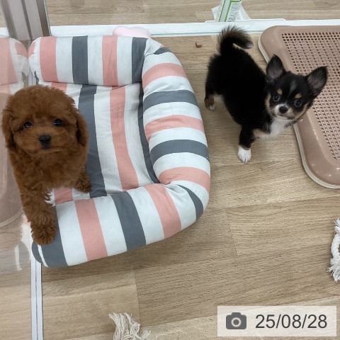 チワワの写真