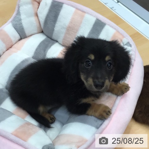 ミニチュア・ダックスフンドの写真