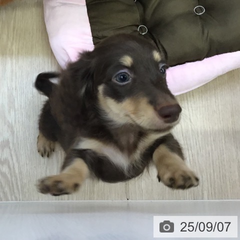ミニチュア・ダックスフンドの写真