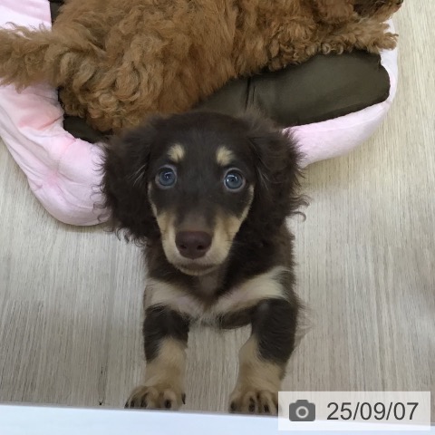 ミニチュア・ダックスフンドの写真