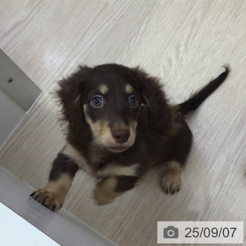 ミニチュア・ダックスフンドの写真