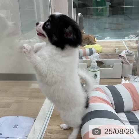 チワワの写真