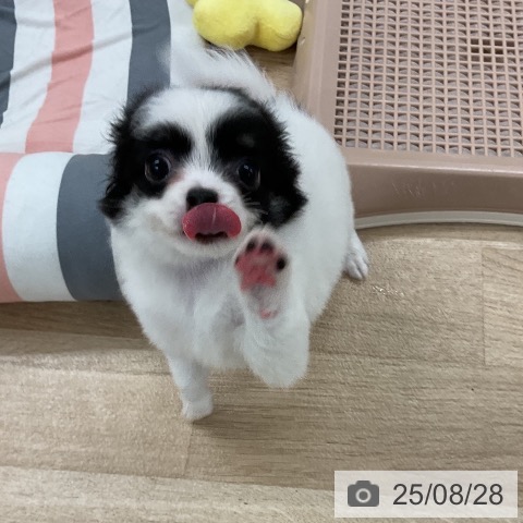 チワワの写真
