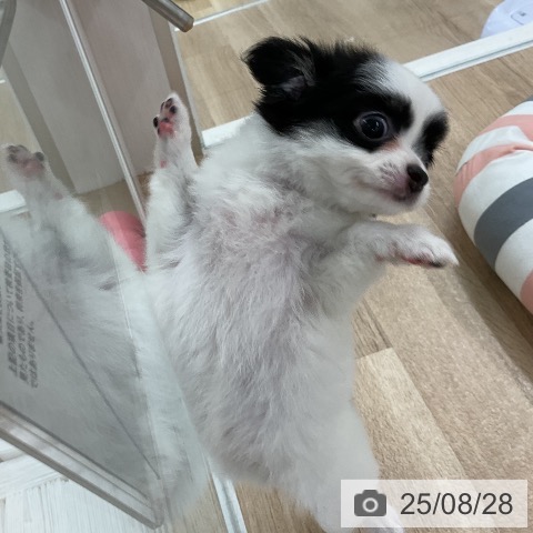 チワワの写真