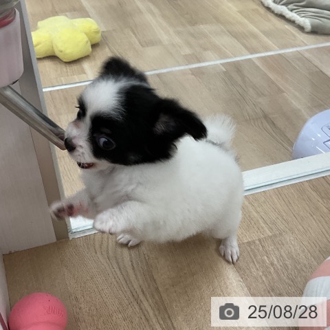 チワワの写真