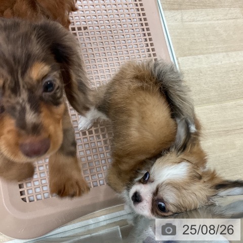 チワワの写真