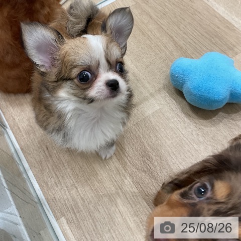 チワワの写真