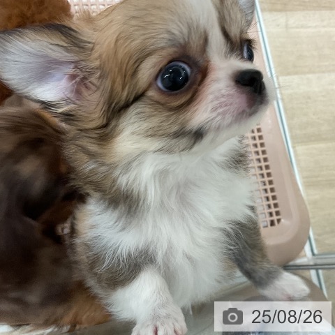 チワワの写真