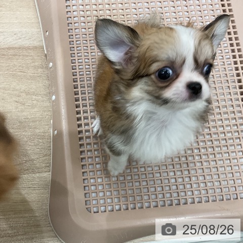 チワワの写真