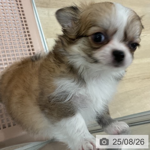 チワワの写真