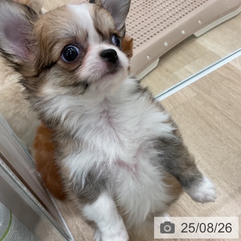 チワワの写真