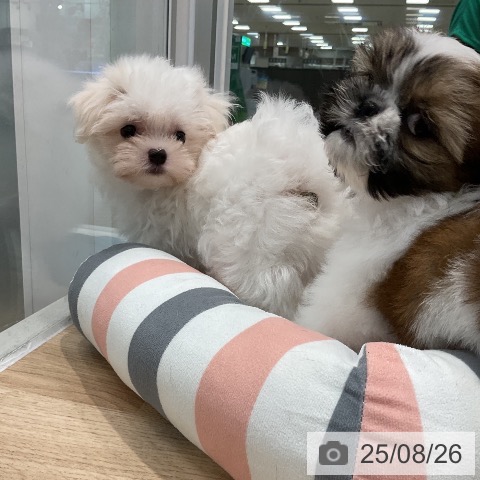 マルチーズの写真