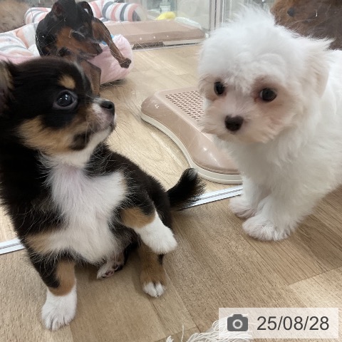 マルチーズの写真