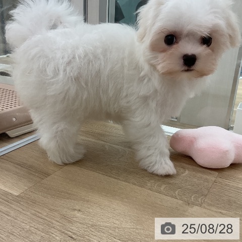 マルチーズの写真
