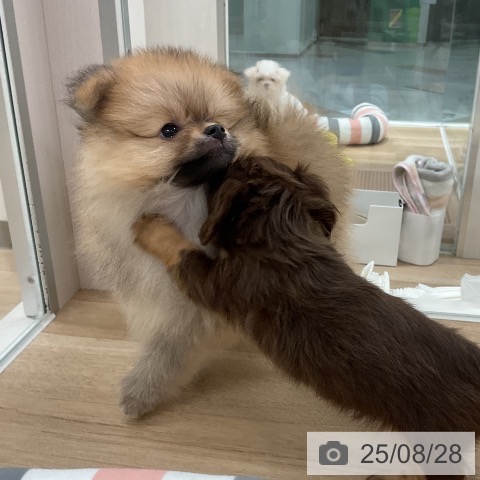 ポメラニアンの写真