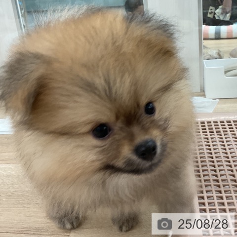 ポメラニアンの写真