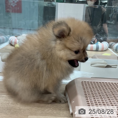 ポメラニアンの写真