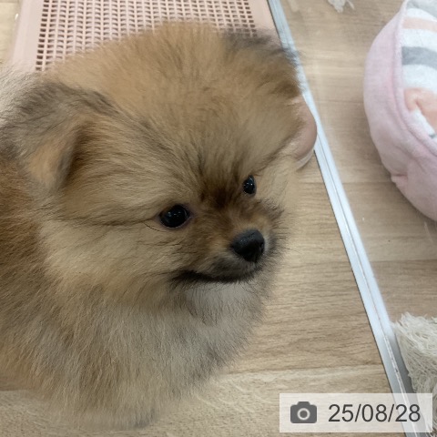 ポメラニアンの写真