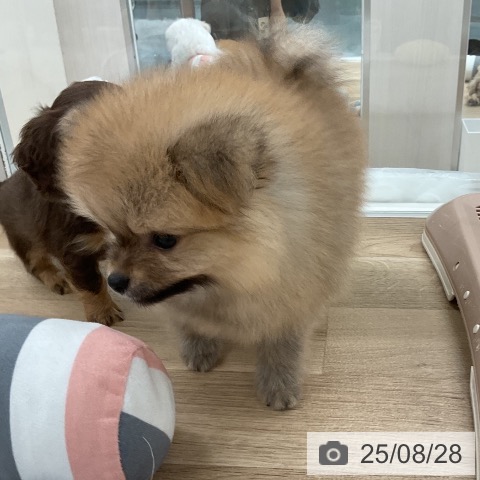 ポメラニアンの写真