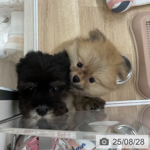 ポメラニアンの写真