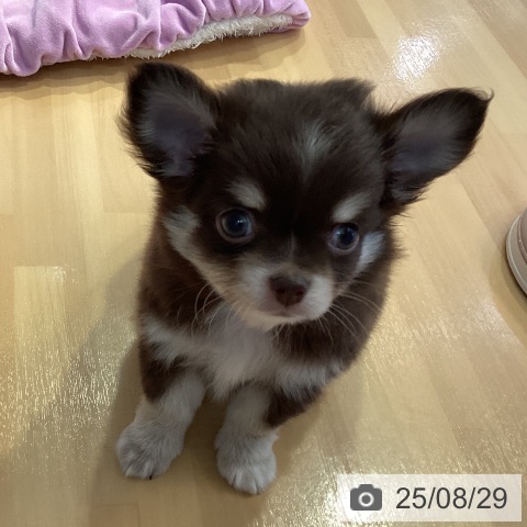チワワの写真