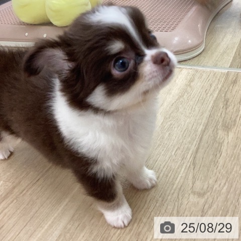 チワワの写真