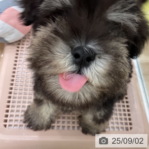 ミニチュア・シュナウザーの写真