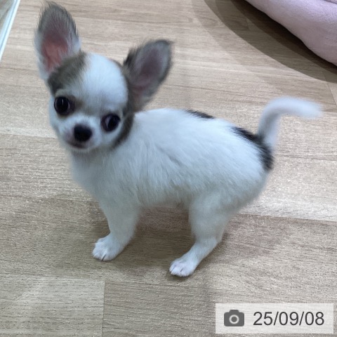 チワワの写真