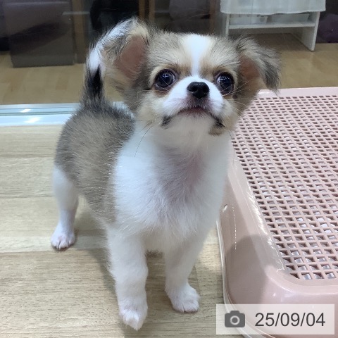 チワワの写真