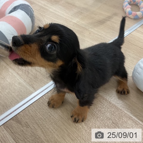 カニーンヘン・ダックスフンドの写真