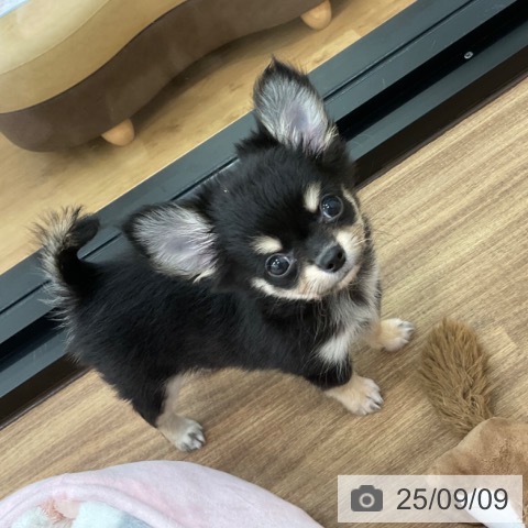 チワワの写真